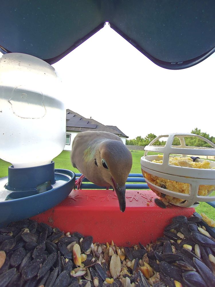 This image shows a close-up view of a mourning dove at a bird feeder. The bird is facing the camera, with its head slightly down and beak pointing toward the birdseed below. The bird has light brown and grayish feathers, a distinct black spot on its cheek, and a slender beak. Surrounding the bird at the feeder are black sunflower seeds and other small seeds. On the left, there is a transparent water container, and on the right, a white spherical cage filled with a block of suet or compressed food. In the background, a grassy lawn and a house with solar panels on the roof are visible, along with some trees and a clear sky. The image is framed by the roof of the feeder above.