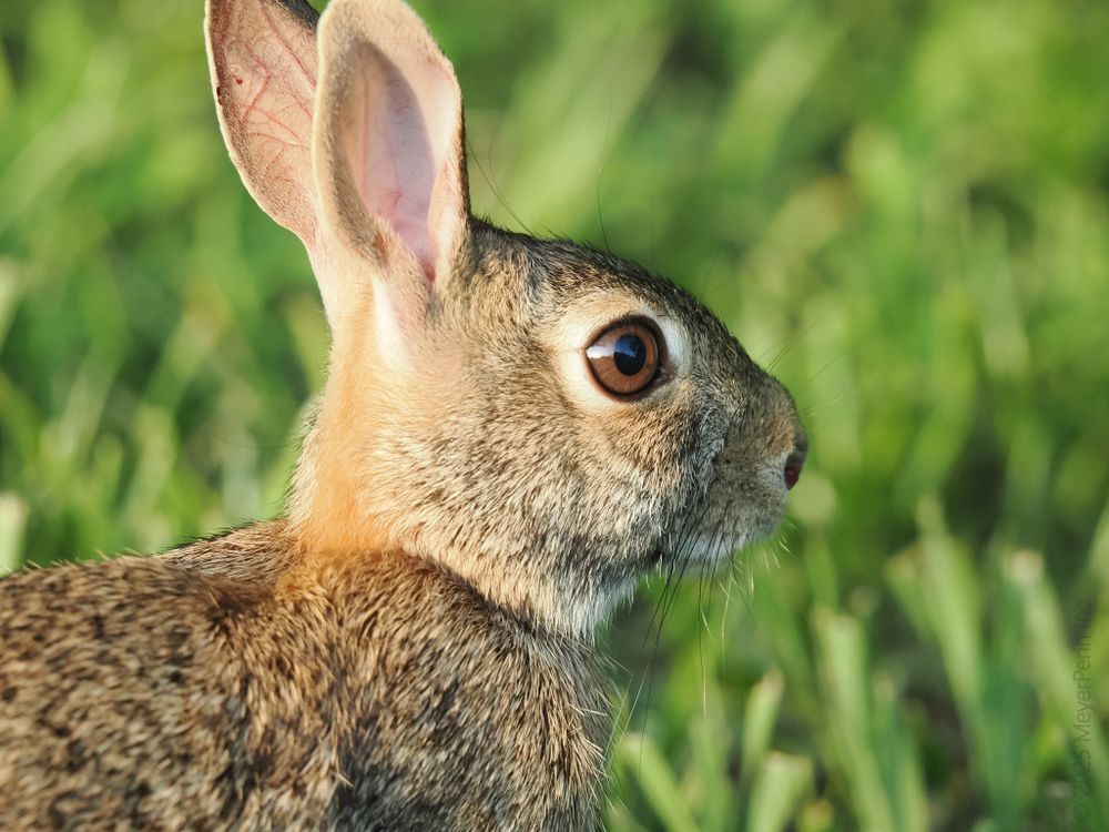 The image shows a close-up side profile of a wild rabbit, specifically focused on its head and upper body. The rabbit’s fur is a mix of brown, gray, and tan, with a lighter-colored underside. Its large, upright ear is prominently visible, showing the pinkish inside. The rabbit’s eye is open wide, appearing alert, and its whiskers are clearly defined. The background is softly blurred green grass, putting the rabbit in clear focus. The lighting is natural, suggesting the photo was taken outdoors during daylight.