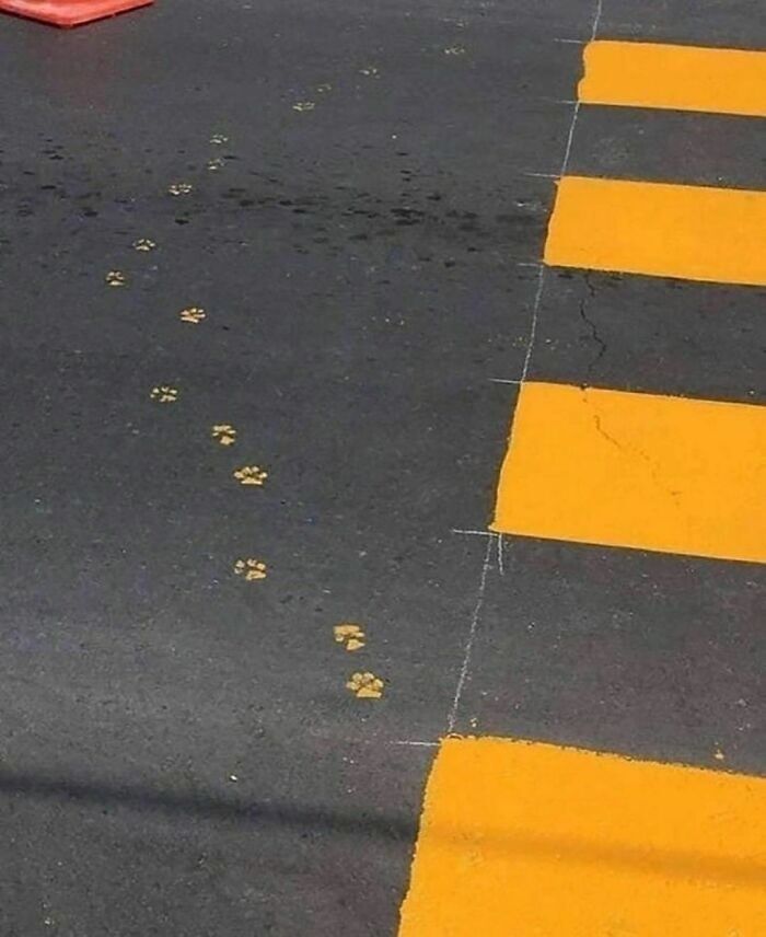 This image shows a section of a street with bright yellow crosswalk stripes painted on the asphalt. Leading across and onto the crosswalk, there is a trail of small animal paw prints—most likely left by a cat or a small dog. The paw prints are painted yellow, matching the color of the crosswalk stripes, and appear to walk diagonally across the street and over the crosswalk, as if an animal walked across while the paint was still wet, leaving a whimsical and accidental trail.