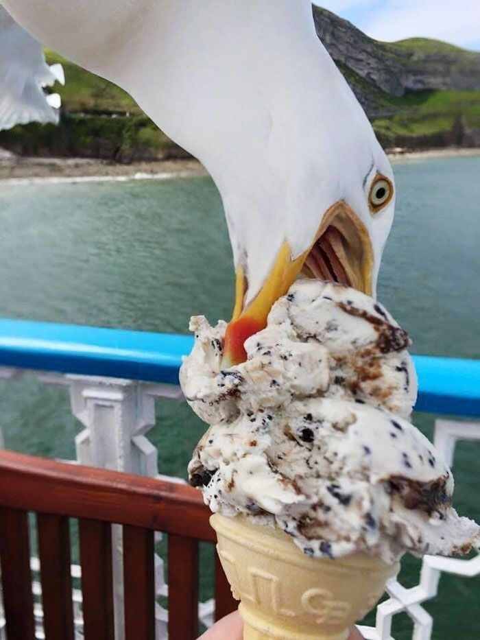 **Accessibility description:**

A close-up photo shows a large seagull aggressively biting into the top of a cookies-and-cream ice cream cone held by an unseen person. The seagull’s beak is buried in the ice cream, and its eye is wide open and prominent. The scene is set outdoors, possibly on a pier or ferry, with water and green hills visible in the background and a blue railing in the midground. The image captures the moment the bird steals ice cream, making for a humorous snapshot of wildlife interacting with human food.