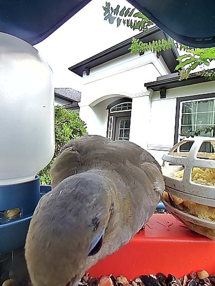 The image shows a close-up of a mourning dove (a plump, light brown and gray bird) at a bird feeder. Its head and beak are prominently in the foreground as it pecks at birdseed, with a water dispenser to the left and a suet ball feeder to the right. The background features a white house with black trim and a large window, partially obscured by greenery and tree branches. The perspective is from a low angle, likely from a bird feeder camera, making the bird appear large compared to the surrounding objects.