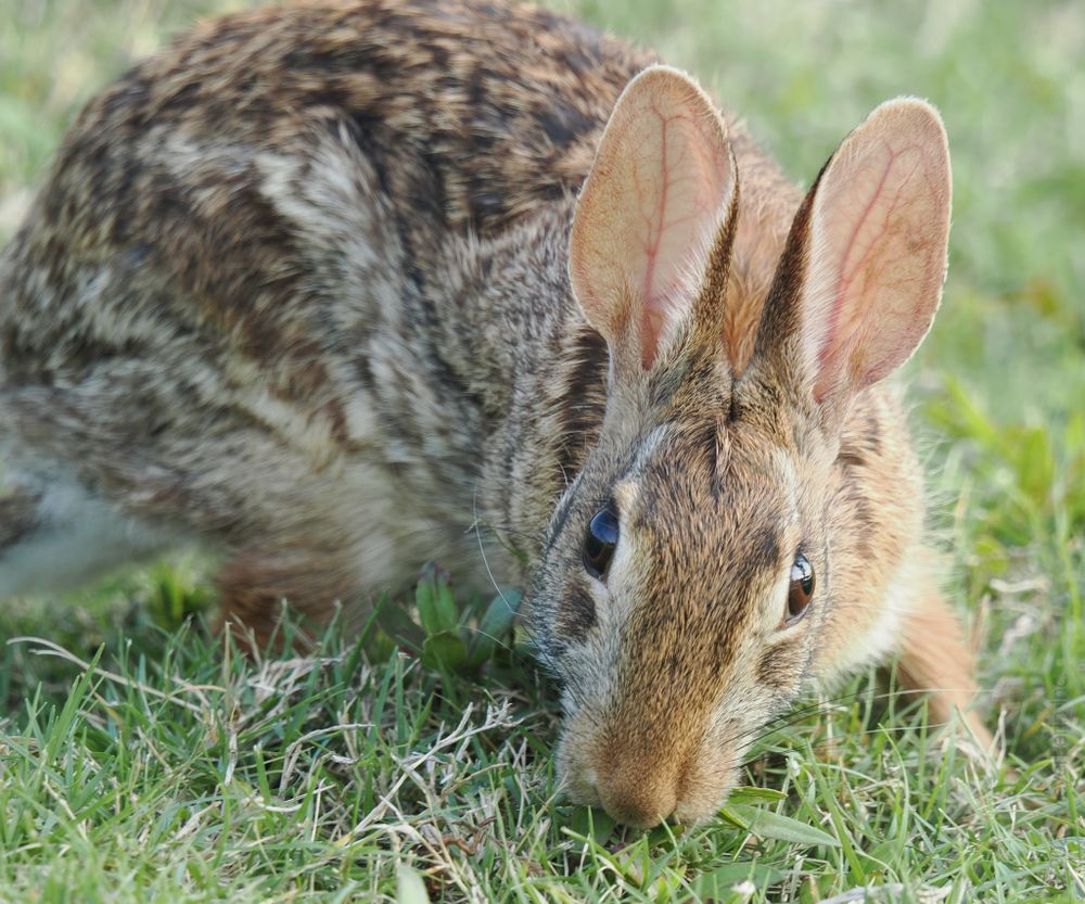 This image shows a close-up view of a brown rabbit on green grass. The rabbit is facing the camera, with its head down as if nibbling on grass. Its large upright ears dominate the upper part of the image, showing pinkish interiors and visible veins. The rabbit has soft, mottled fur in shades of brown, white, and gray, with distinct facial markings including a lighter area around its nose. Its dark, shiny eyes are visible, and its body curves out of focus toward the left side of the image. The grass below is a mix of short and medium lengths, with patches of green and a few broad leaves. The overall scene suggests a peaceful moment in a natural outdoor setting.