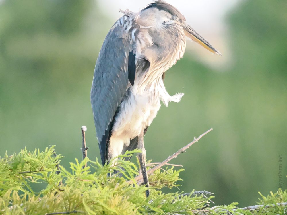This image shows a close-up of a Great Blue Heron perched on a branch with green foliage in the foreground. The heron is standing upright with its head slightly bowed and eyes closed, giving the impression that it is resting or sleeping. The bird's plumage is mostly bluish-gray with shaggy white feathers on its chest and some feathery plumes hanging from its sides. Its long, pointed yellowish beak is tucked down and to the right. The background is softly blurred, primarily in green tones, drawing focus to the bird.