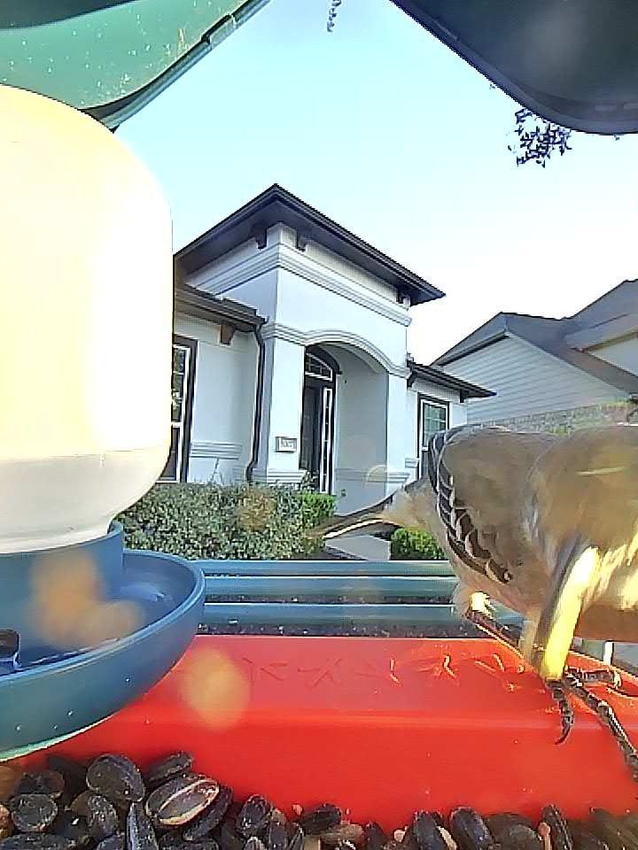 The image appears to be taken from a bird feeder equipped with a camera, giving a close-up view. In the foreground, there are black sunflower seeds and a partial view of the feeder, which is blue and red. On the right side of the feeder, there is a small bird—possibly a Northern Mockingbird or another medium-sized songbird—facing to the right. The bird has a grayish back, lighter underparts, and some black-and-white patterns on its wings. In the background is a white house with dark trim, an arched doorway, and shrubs in front. The image is well-lit, likely taken during daylight, and there are circular light flares visible, possibly caused by sunlight or dust on the camera lens.