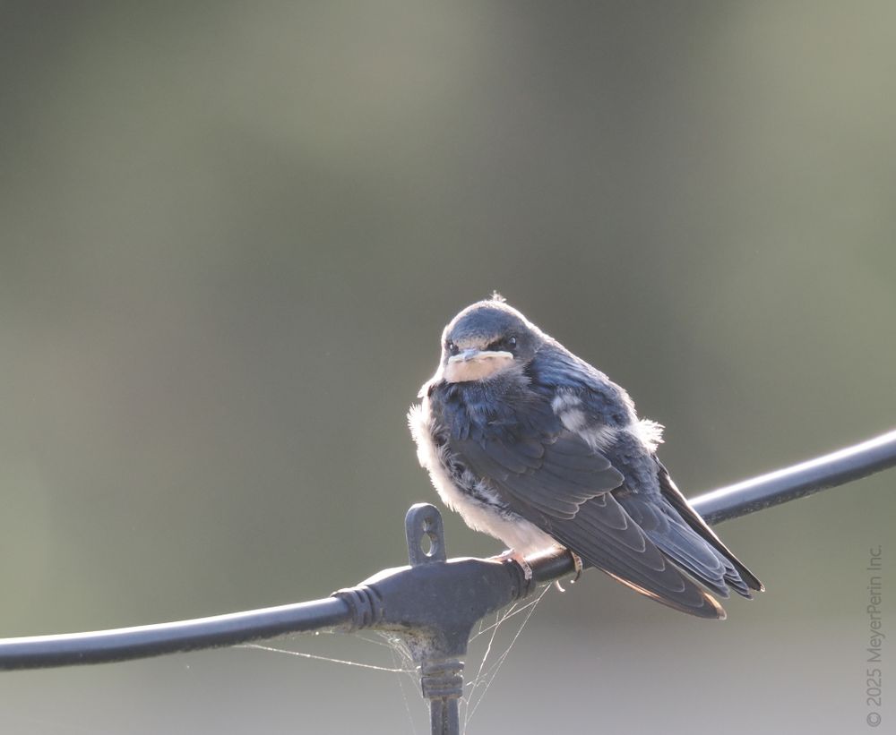 The image shows a young swallow bird perched on a black metal bar or wire against a soft, blurry greenish background. The swallow is facing the camera, displaying its blue-gray feathers with some hints of white and a pale, peachy-colored face and throat. The bird looks slightly fluffed up, suggesting it is a juvenile. Soft sunlight highlights the texture of its feathers. There are faint spiderweb strands visible below the bar. The overall mood of the photograph is calm and gentle, with the young bird being the clear focal point against a smooth background.
