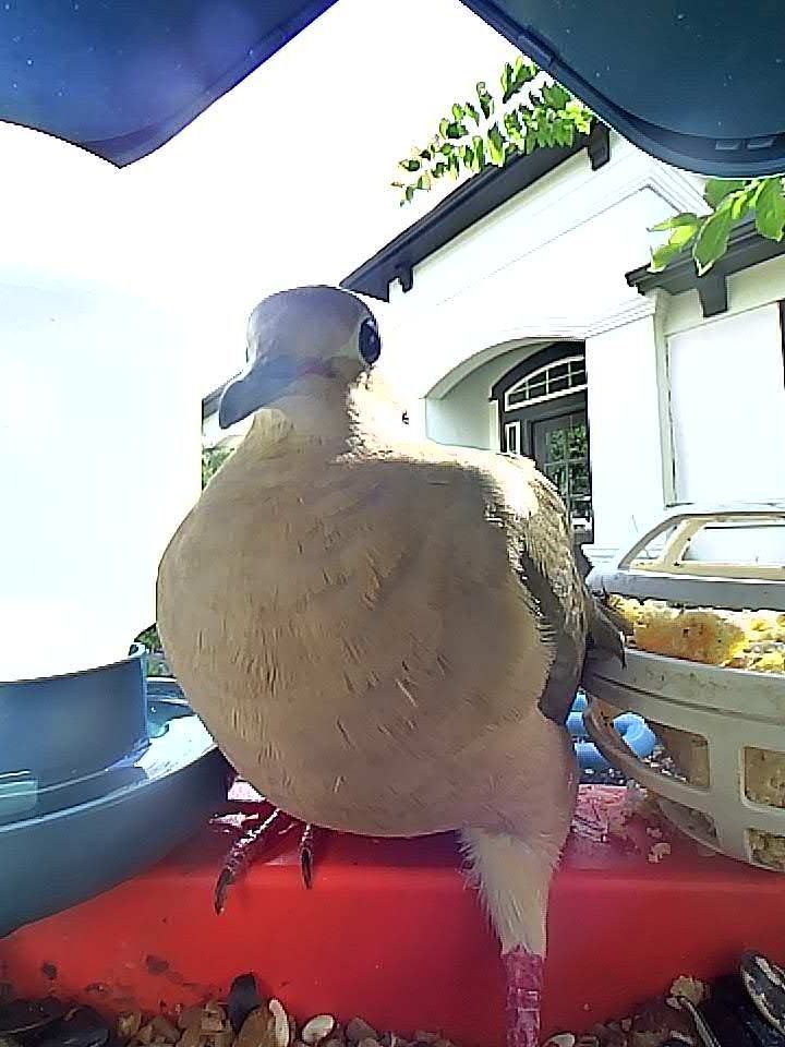 This image shows a close-up, slightly low-angle view of a Mourning Dove standing on the edge of a red-feeder tray. The bird is facing slightly left, with its plump, tan-brown chest prominent in the foreground. Its small, round head has a dark eye and a black spot behind the cheek. Its legs and feet are pinkish and visible below its body. The Mourning Dove is surrounded by bird seed and pieces of food inside the feeder. In the background, there is a view of a white building with a black roof, arched windows, and green leafy branches hanging above. Sunlight is bright, casting some shadows and highlights on the bird and the scene. The photo is vibrant and captures the bird in crisp detail.