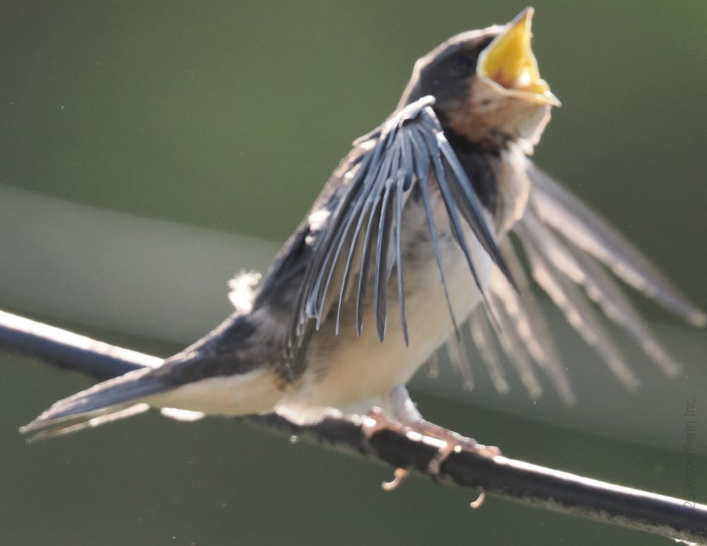 **Image Description for Accessibility:**

A close-up photograph of a young swallow bird perched on a thin, dark wire. The bird has its wings stretched outward and its beak wide open, showing the bright yellow inside of its mouth. Its feathers are mostly dark gray on top with lighter, creamy coloring on its belly and a hint of brown near its neck. The background is softly blurred in shades of green and white, making the bird the clear focal point. Sunlight highlights some of the bird's feathers and gives the image a sense of energy and movement. The overall impression is of a chick calling out, possibly begging for food.