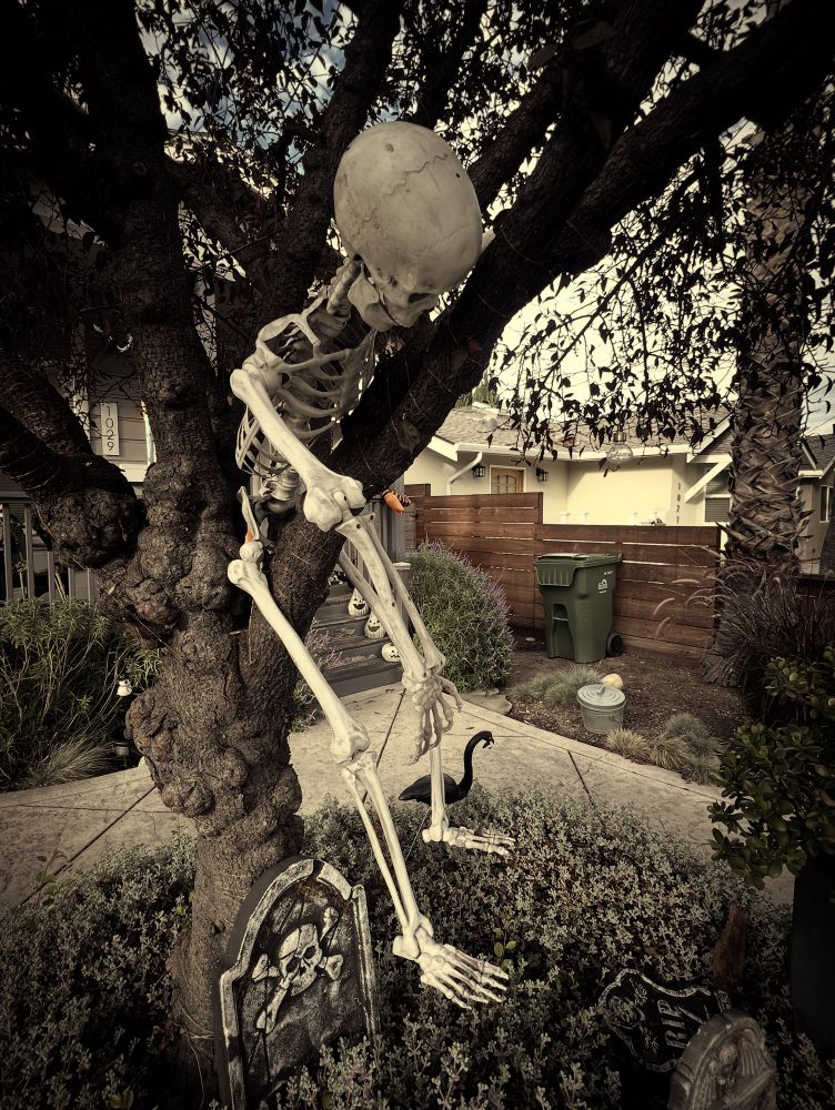 A picture of a Halloween skeleton hanging slooped over a tree branch in someone’s front yard in San Jose, California 