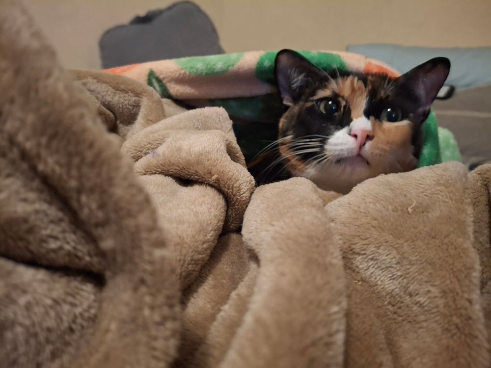 pina tucked in a bunch of blankets