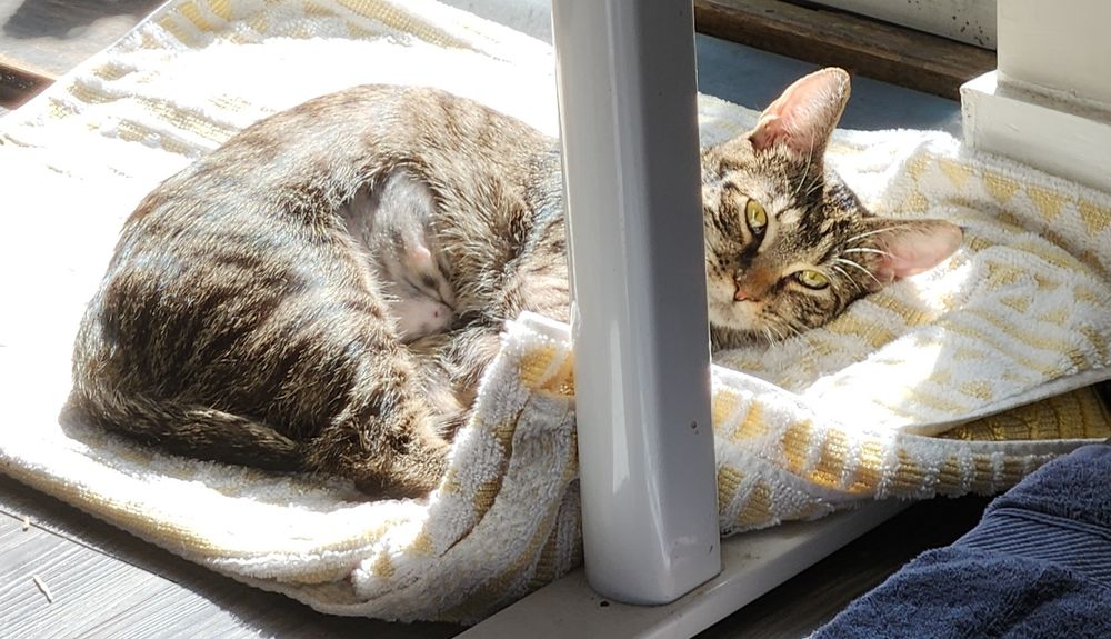 a small brown striped cat on a yellow and white towel by a sliding glass door, in a big patch of sunlight. a leg of a table obscures part of the view of the cat