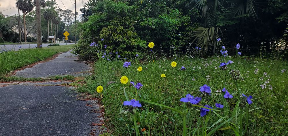 Unmown lawn with yellow and purple wildflowers 