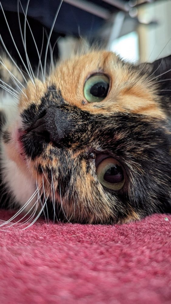A calico cat lying on her side, looking vacantly into the lens