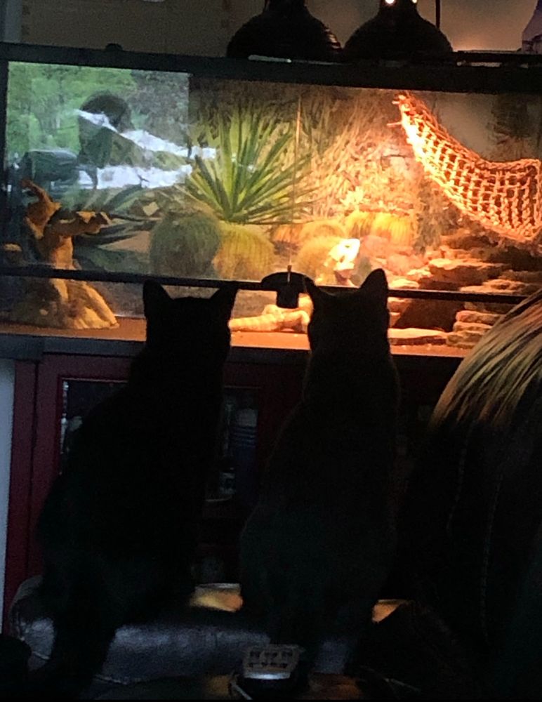 Two cats on the outside of a large lizard tank