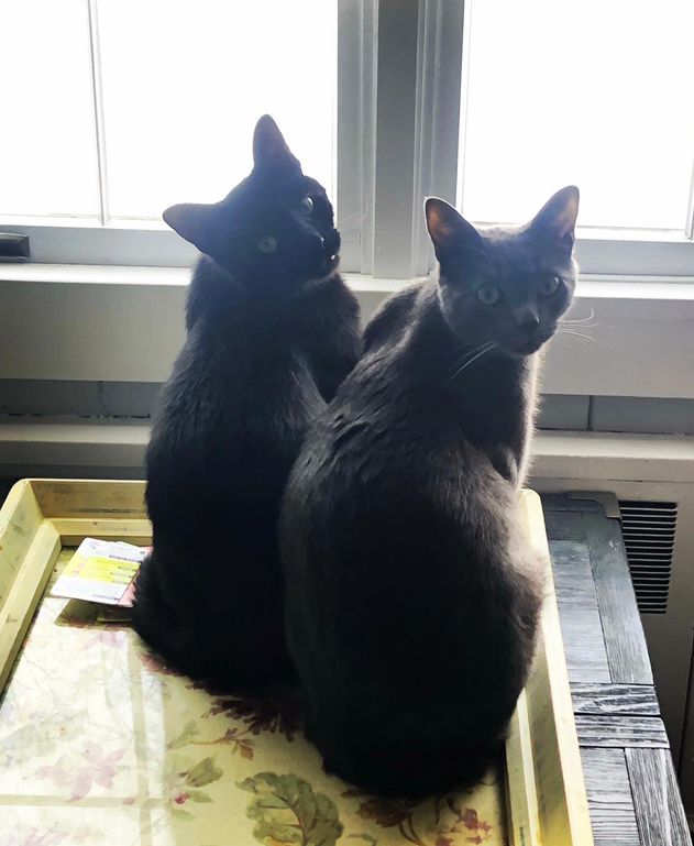 Black cat and gray cat looking back at the camera in front of a window 