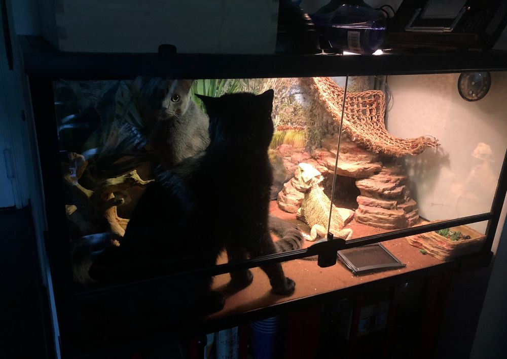 Two cats (and one tense lizard) on the inside of the lizard’s tank 