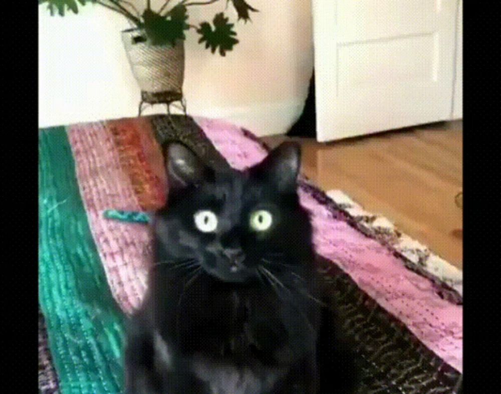 a black cat with big eyes is sitting on a rug