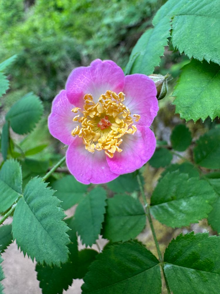 A wild rose with five pink petals and tons of yellow stamen stand out against the green leaves. 