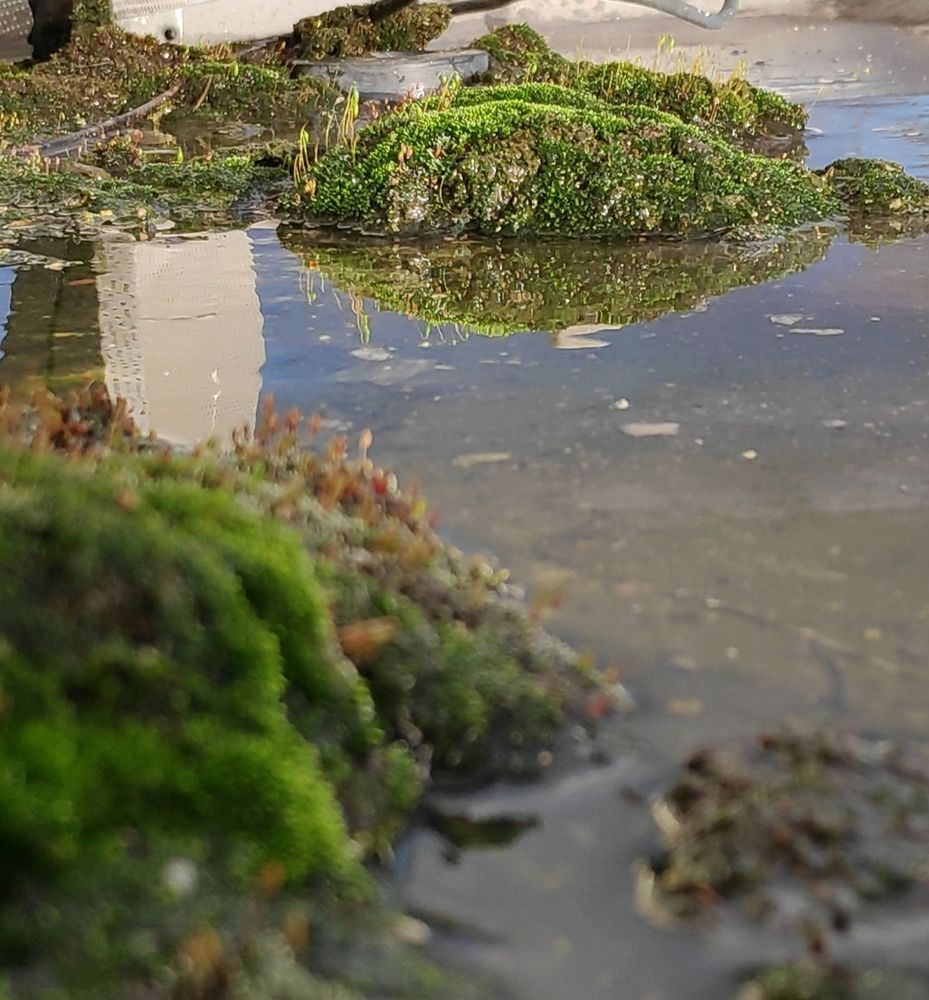 Moss covered window ledge puddling after a thaw. Low down shot ,they look like tiny islands.