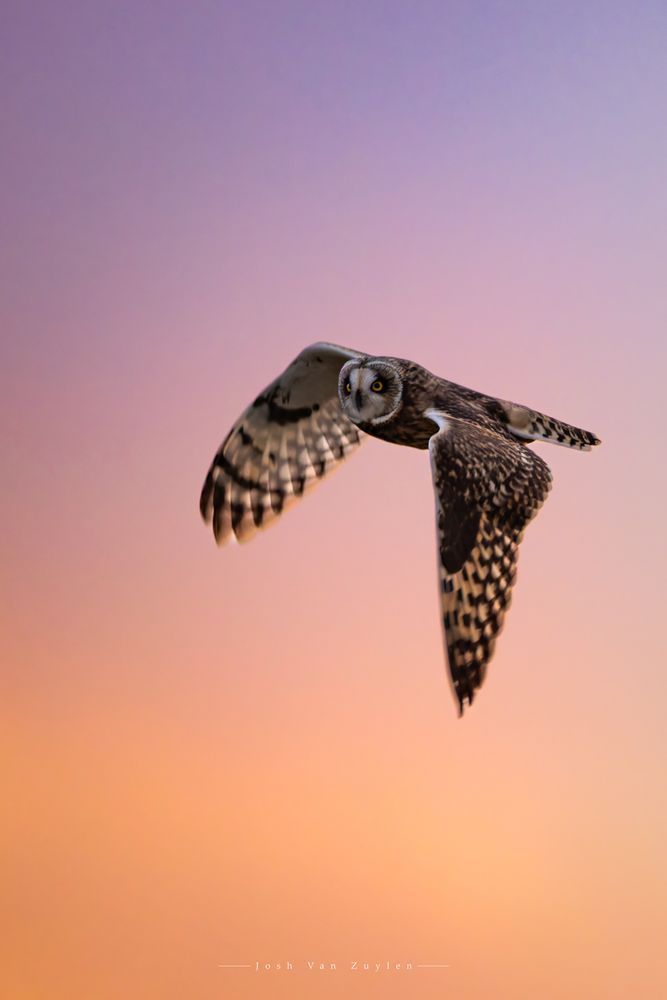 Owl flying at sunset hunting for breakfast