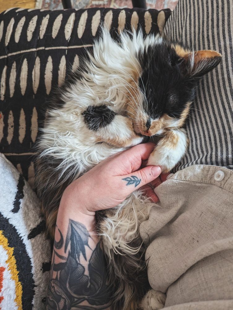A photo of Juno, a long-haired calico cat, curled up on a sofa with her paw in her owner's hand.