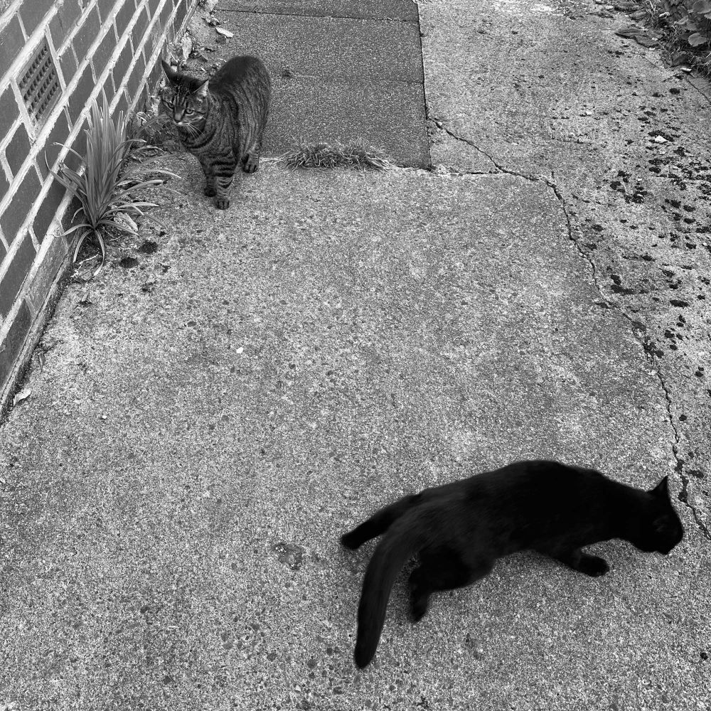 Peggy and Mr Boots on their drive