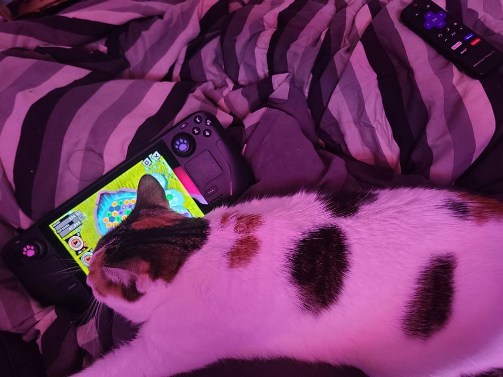 Cat streatched out completely, laying across my legs in order to force me to pay attention to her.