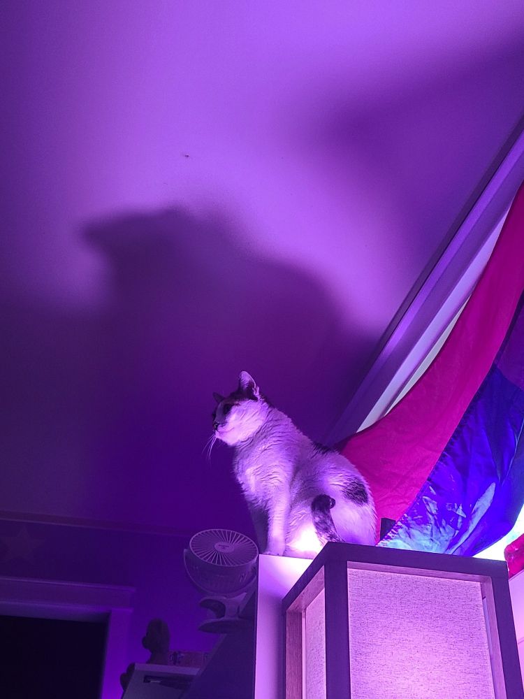 Fifi is standing on top of a shelf. She is bathed by purple light by the lamp below her, making her look ominous