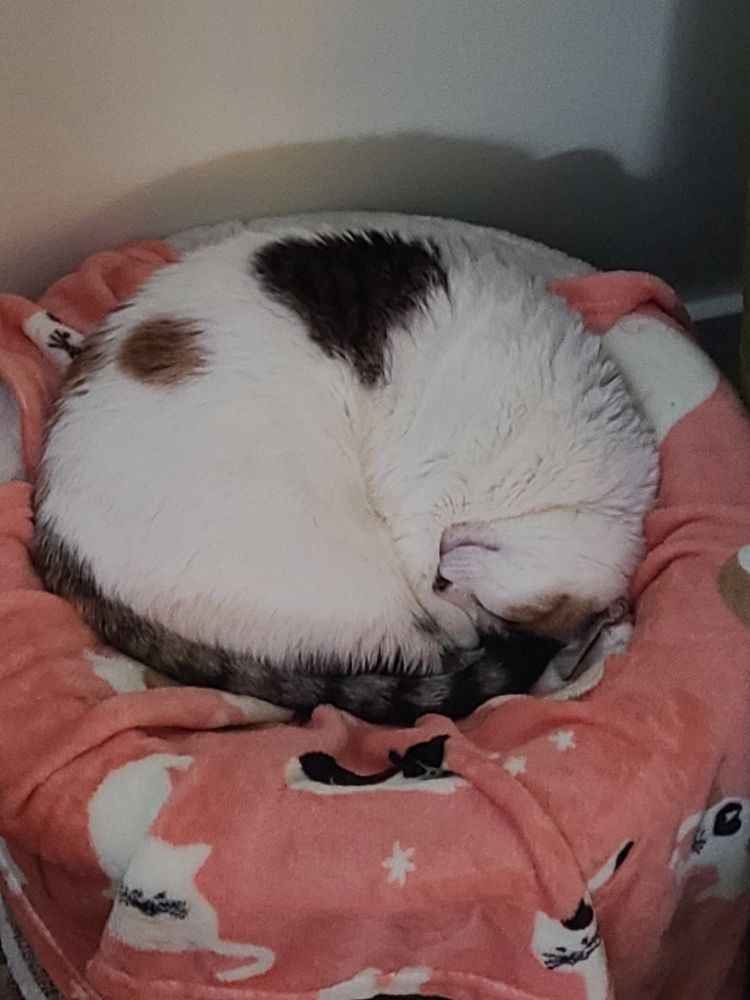 Fifi sleeping in her bed, curled into what's almost a perfect circle. Her mouth makes her look like she's smiling.
