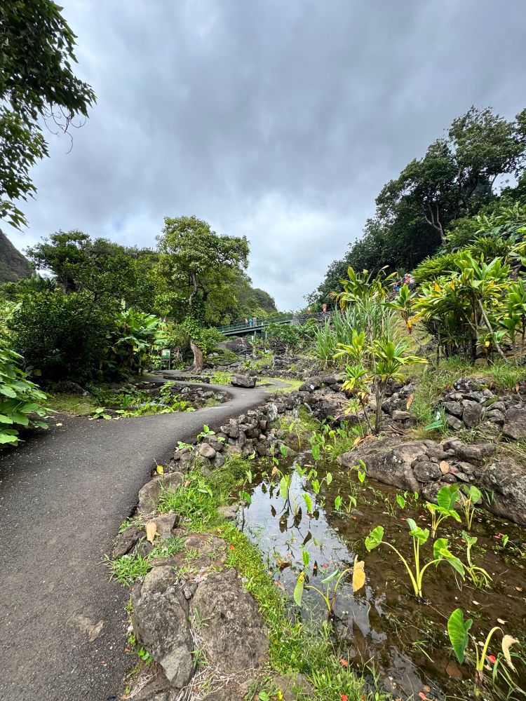 Taro ponds at Iao State Park