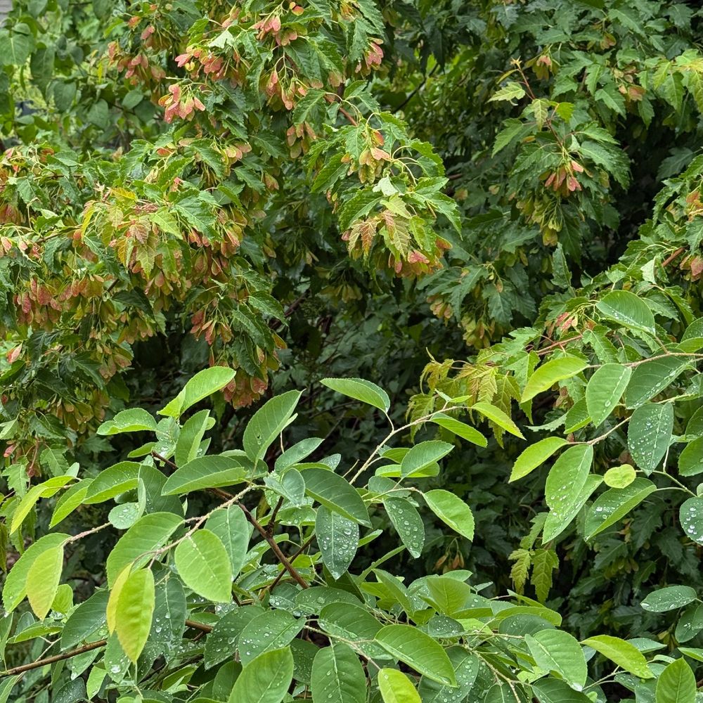 Dense, wet foliage.