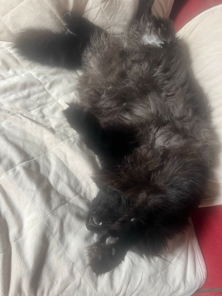 Black Maine Coone after getting brushed fangs exposed, enjoying life on the couch 