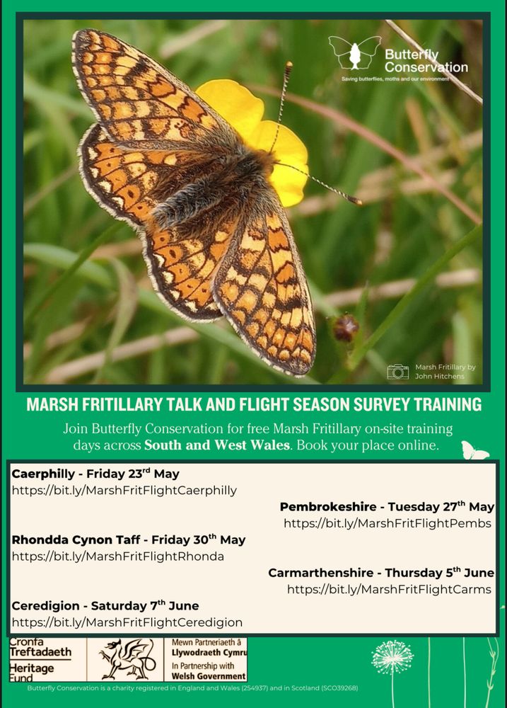 Poster for upcomong Marsh Fritillary flight season training days across Wales, with photo of the colourful organge, yellow and black butterfly. 