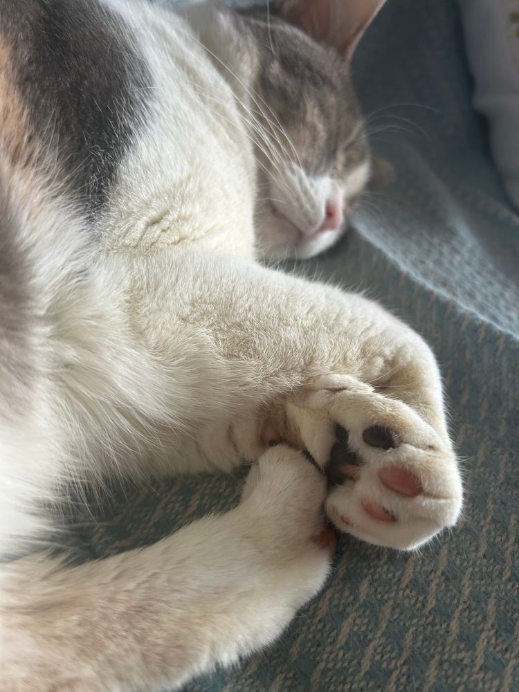 Tabico cat curled on side with three paws together, showing black and pink toe pads on one.