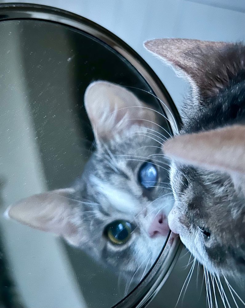 Tabico cat looking in mirror with one hazy eye
