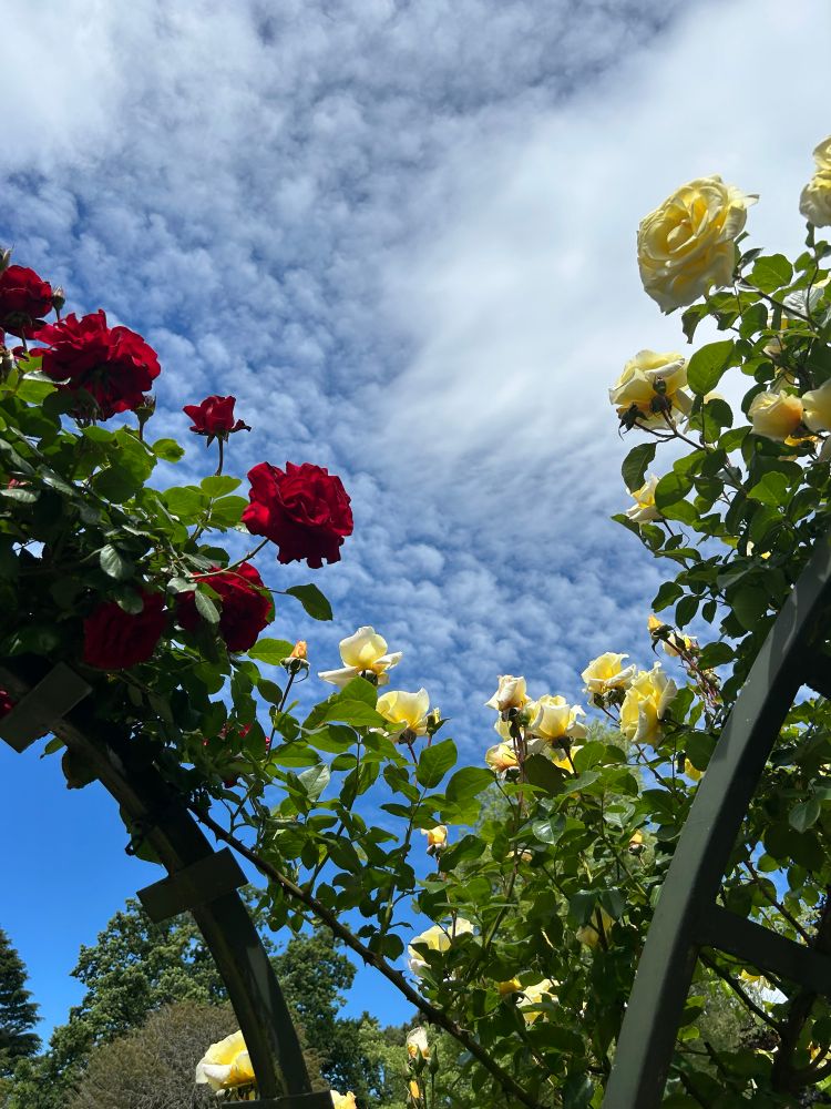 Blue sky with puffy white clouds and arches with red and yellow roses.