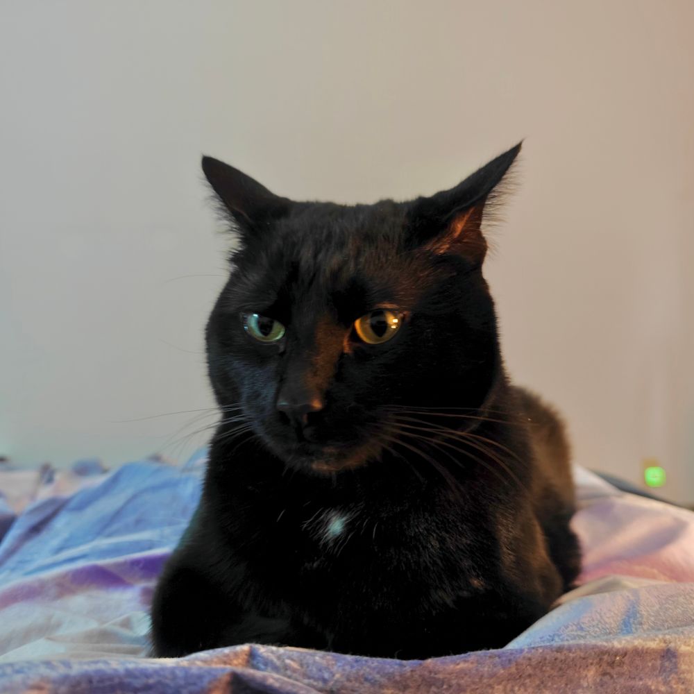 Shadow sitting on a bed