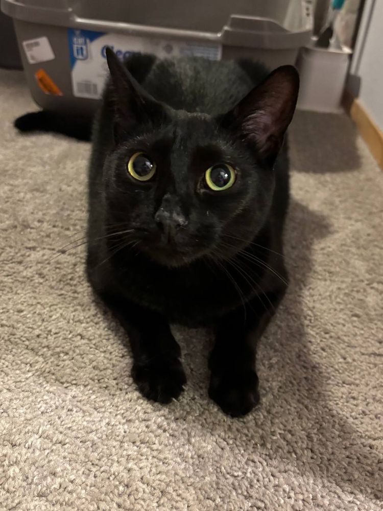 Girl cat lying on carpet 