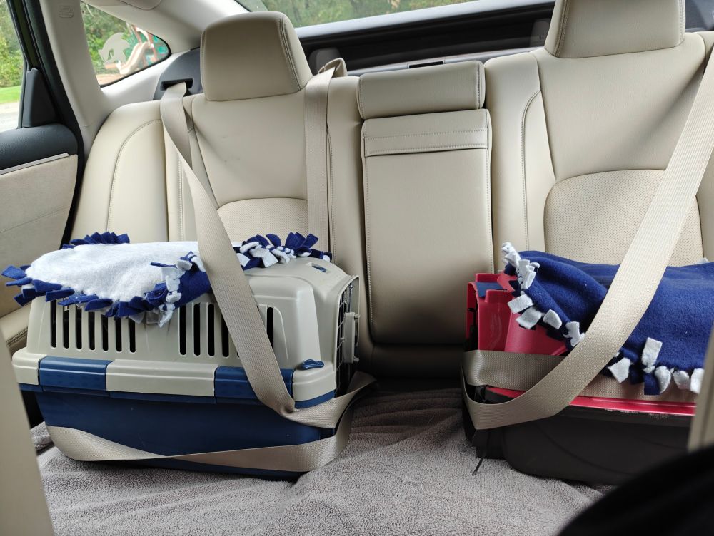 Two cat carriers in the back seat of a car 
