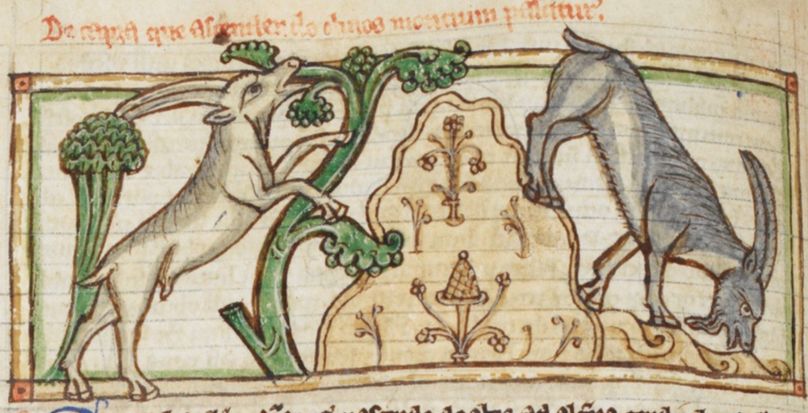 Medieval manuscript image of two goats, one nibbling leaves from a tree, he other climbing down a mountain and sniffing the ground.