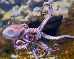 An octopus