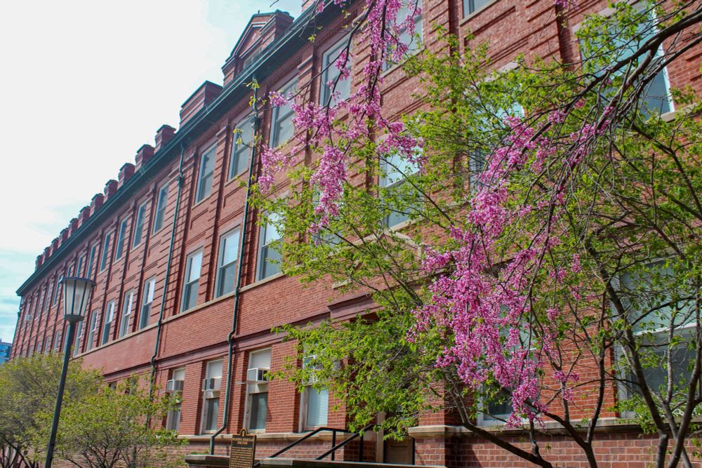 Trees with pink flowers and green leaves partially cover the brick exterior of Noyes Laboratory. 