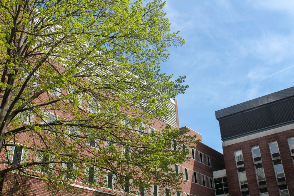 Tree with green leaves partially blocking the brick exterior of Rodger Adams Laboratory. 