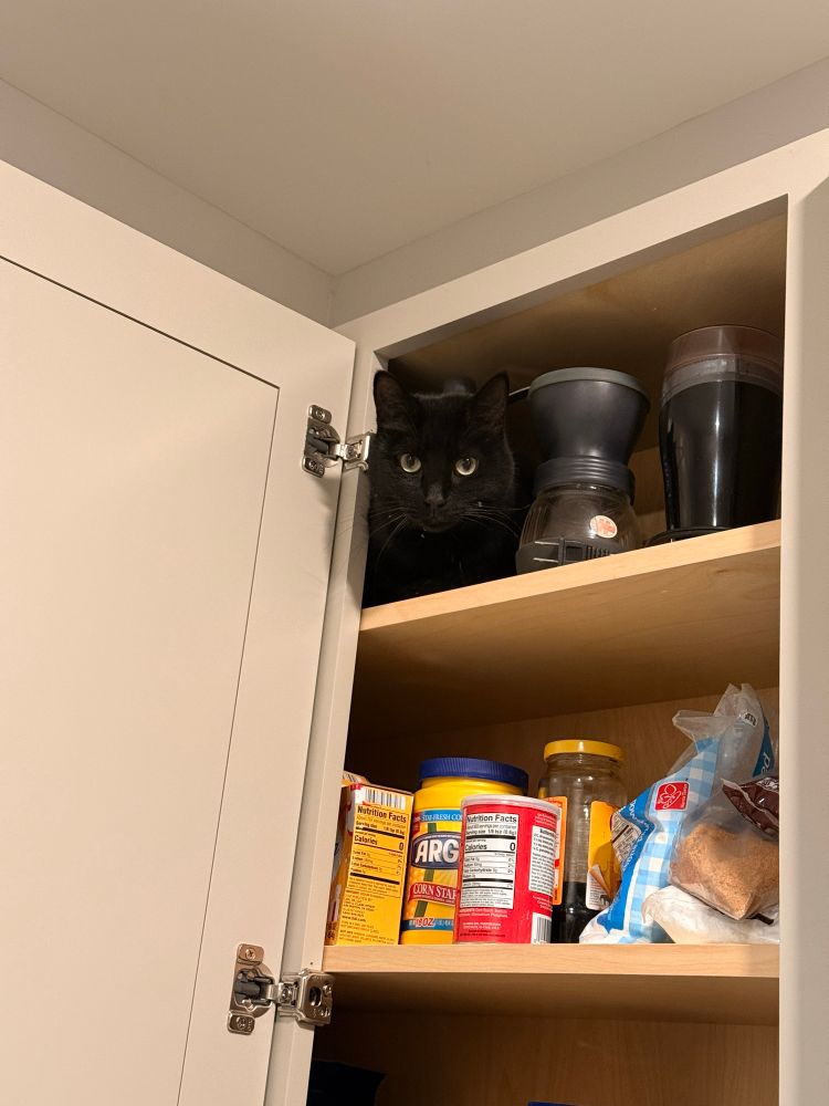 Black cat in a kitchen cabinet, staring at the camera