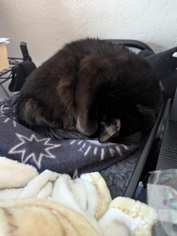 A black cat curled up to hide her head. She's on a purple and white blanket with a white wall background 