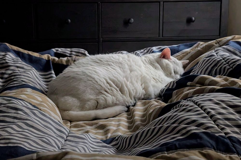 white cat in bed surrounded by the bulges of her owner's legs