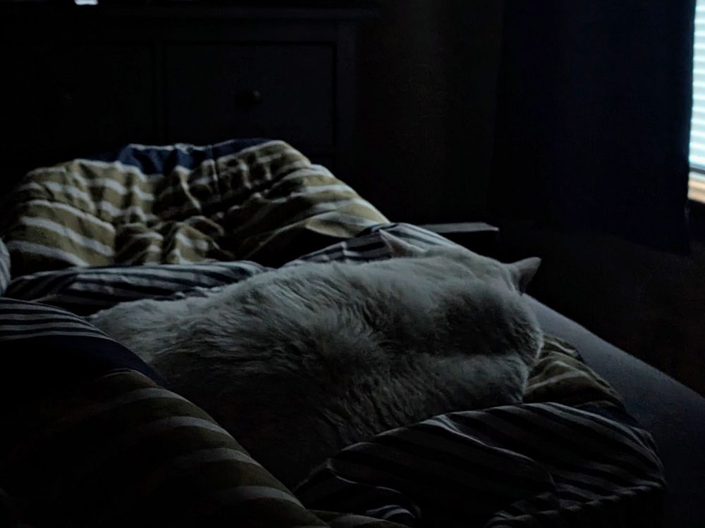 a dimly lit white cat in bed