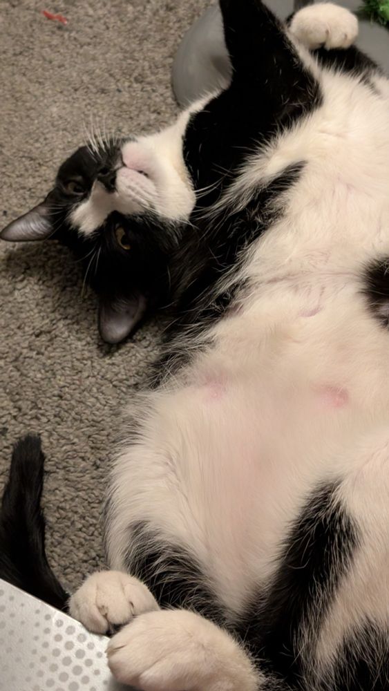 A weird tuxedo cat named Smormu stretches and shows his belly with his little feet gripping a box 