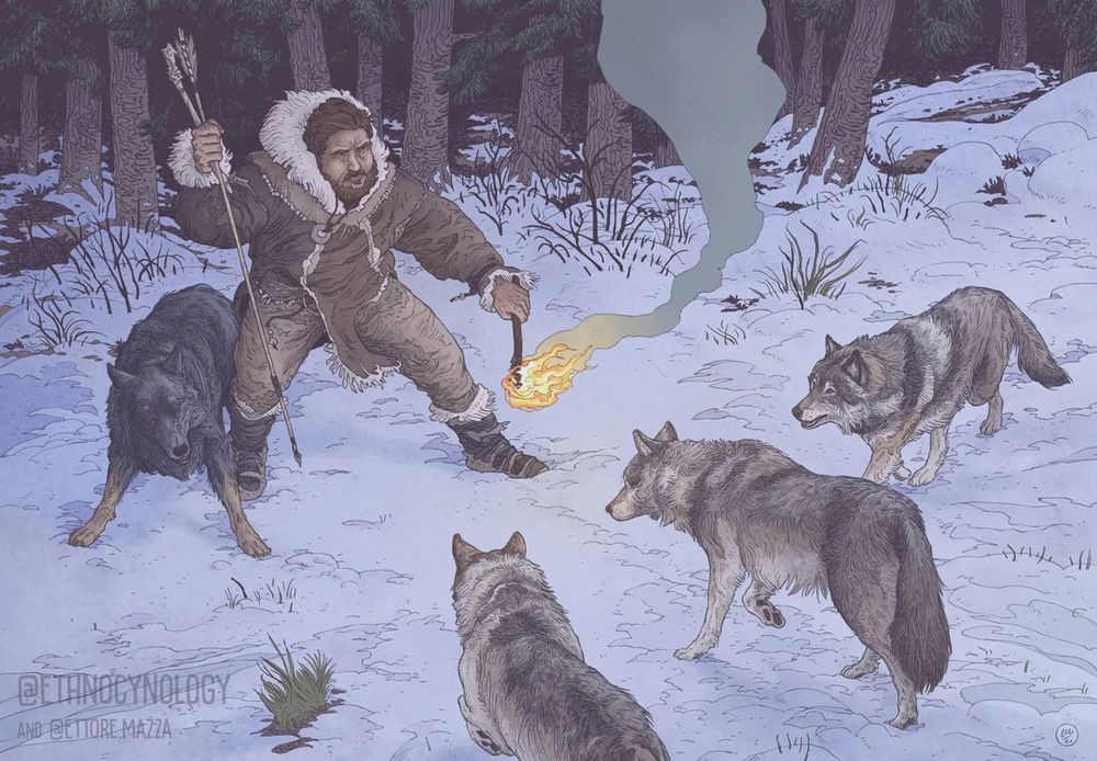 An illustration of an ancient human dressed in fur and leather in the snowy woods, fending off (OR WORKING WITH??) wolves with a burning stick. Credit: David Ian Howe