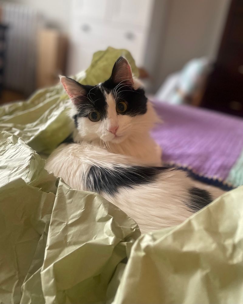 A white long haired cat with a black mask and black spots lounges in some light green packing paper  