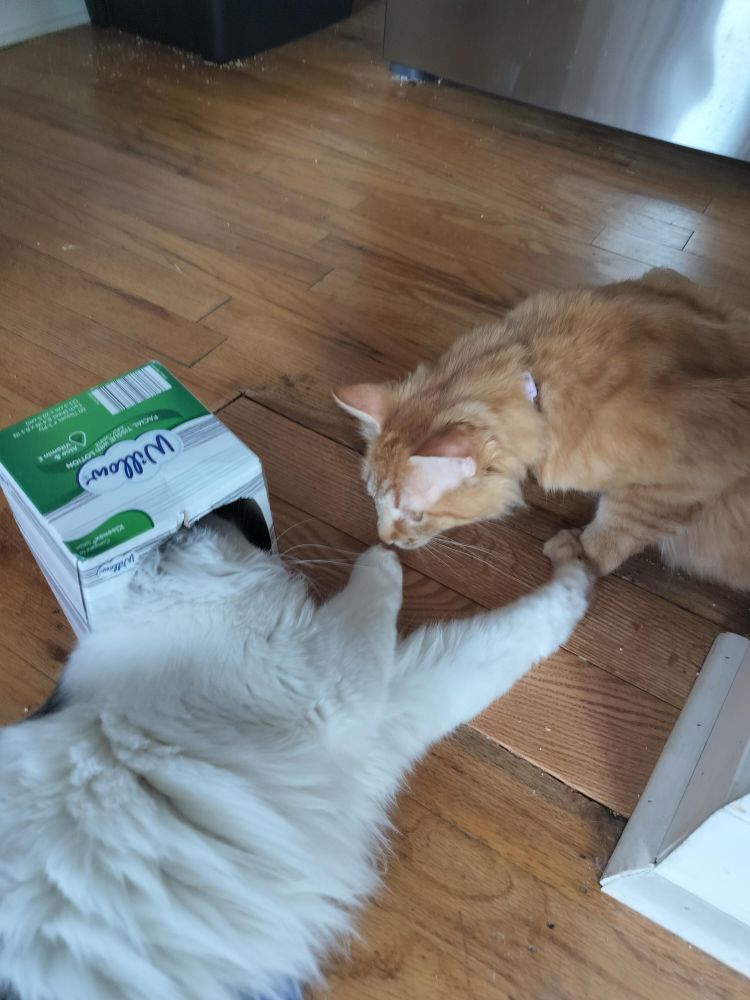 A white long hair cat with her her in a tissue box lays on the floor and paws at an orange medium hair cat who looks curious and confused 